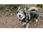 Adopt Eddie a Siberian Husky, Mixed Breed