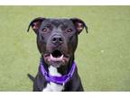 Adopt Riddick a Pit Bull Terrier, Mixed Breed