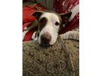 Adopt SAMMY a Pit Bull Terrier, Mixed Breed