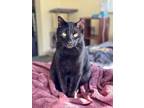 Adopt Nazgl - Bonded With Strider a Domestic Short Hair