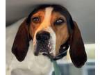 Adopt Kenai - Cross Posting a Treeing Walker Coonhound