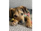 Adopt Bandit - Darling Scruffy Pup a Mixed Breed