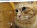 Adopt BARN CAT CIMATTI a Domestic Short Hair