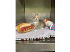 Adopt Jack in the Box a Domestic Short Hair
