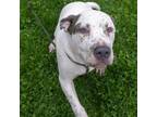 Adopt Dooley a Pit Bull Terrier, Mixed Breed