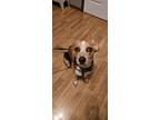 Adopt Lil` Cooper a Beagle, Mixed Breed