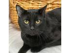 Adopt Hades a Domestic Short Hair