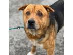 Adopt Hippo a Mixed Breed