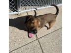 Adopt Barney a Mixed Breed