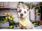 Adopt FANCY CHEESE GARY a Pit Bull Terrier, Mixed Breed