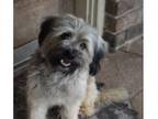 Adopt Barney ***FOSTER HOME*** a Poodle, Tibetan Terrier