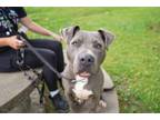 Adopt Bryce a Pit Bull Terrier, Mixed Breed