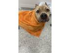 Adopt Bratwurst a Pit Bull Terrier, Mixed Breed