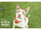 Adopt Kapers a Pit Bull Terrier, Mixed Breed