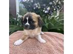 Adopt Taco - Claremont Location *Available 5/4* a Pug, Spaniel