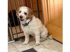 Adopt Wesley a Golden Retriever, Standard Poodle