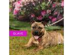 Adopt Glave a Mixed Breed