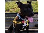 Adopt Lincoln a Mixed Breed