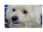 Adopt Brody a Poodle