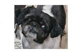 Adopt Oreo a Shih Tzu