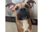 Adopt Weeble Wobble a Boxer, Pit Bull Terrier