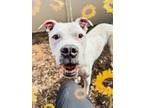 Adopt Kayden a Pit Bull Terrier, Mixed Breed