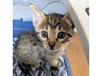 Adopt Monkey a Domestic Short Hair