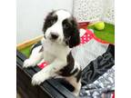 English Springer Spaniel Puppy for sale in Elroy, WI, USA
