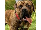 Adopt Zeus a Boerboel, Cane Corso