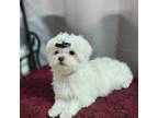 Maltese Puppy for sale in Calhoun, GA, USA
