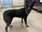 Adopt SPARK PLUG a Australian Cattle Dog / Blue Heeler, Mixed Breed