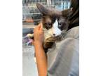 Adopt VENICE a Snowshoe, Domestic Short Hair