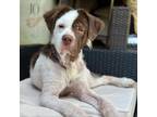 Adopt Wrigley a Mixed Breed