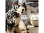 Adopt Luke a Bernese Mountain Dog, Poodle