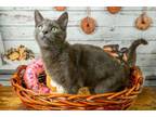 Adopt Sterling a Domestic Short Hair