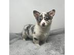 Cardigan Welsh Corgi Puppy for sale in Waco, TX, USA