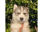 Siberian Husky Puppy for sale in Lake Stevens, WA, USA