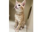 Adopt Joe a Domestic Short Hair