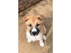 Adopt Philodendron "Phil" a Black Mouth Cur, Husky