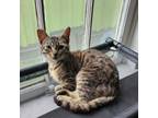 Adopt Tig a Domestic Short Hair, Tabby