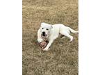 Adopt Fredward "Fred" a Australian Cattle Dog / Blue Heeler, Great Pyrenees