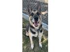 Adopt Chase Aka Rohan a German Shepherd Dog