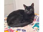 Adopt Leonard a Domestic Short Hair