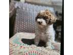 Poodle (Toy) Puppy for sale in Centralia, IL, USA