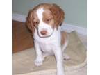 Brittany Puppy for sale in Greene, NY, USA