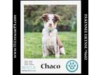 Adopt Chaco (Taco 2sDay Pups) 042024 a Australian Shepherd