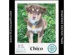 Adopt Chico (Taco 2sDay Pups) 042024 a Australian Shepherd