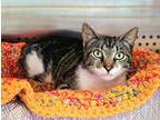 Adopt Ollie - $30 Adoption Fee and FREE Gift Bag a Tabby, American Shorthair