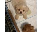 Shih Tzu Puppy for sale in Marysville, OH, USA