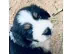 Aussiedoodle Puppy for sale in Hempstead, TX, USA